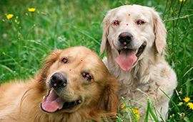 意昂4平台注册狗脸关键点标注技术引发行业关注